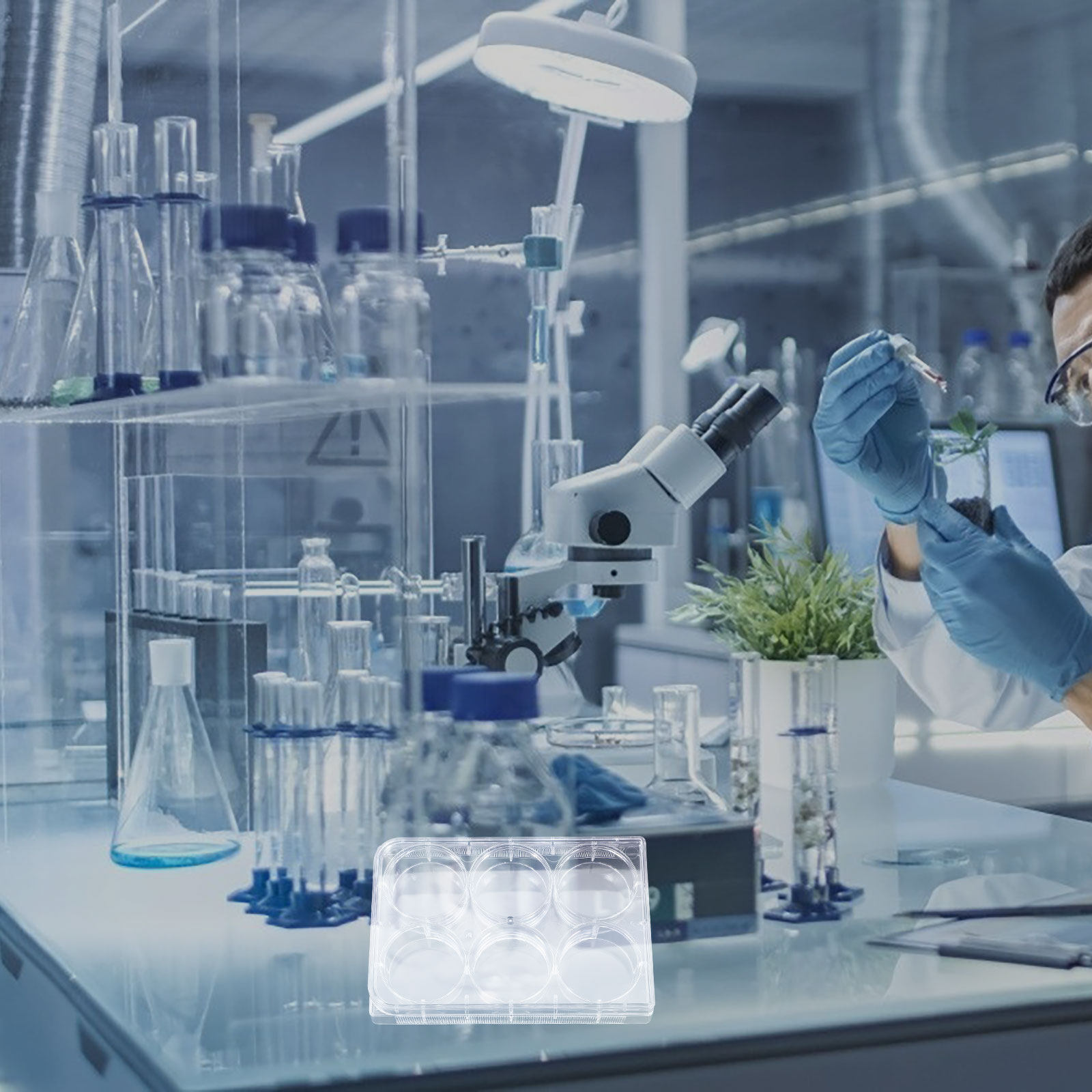 Tissue Culture Plate 6 Wells S - Lab Equipment ulasan dan harga